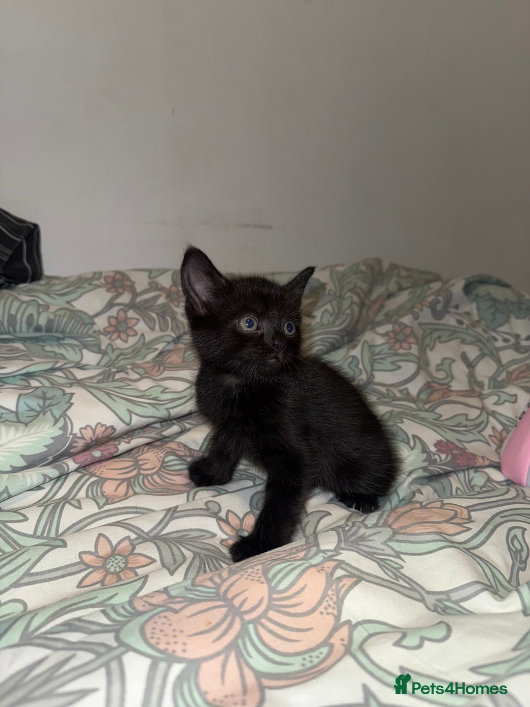 Domestic Shorthair cats for sale: Looking for my lovely forever home - Image 4