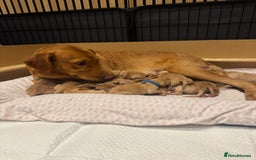 Labrador Retriever dogs for sale: Fox Red litter born 5th August - Image 22