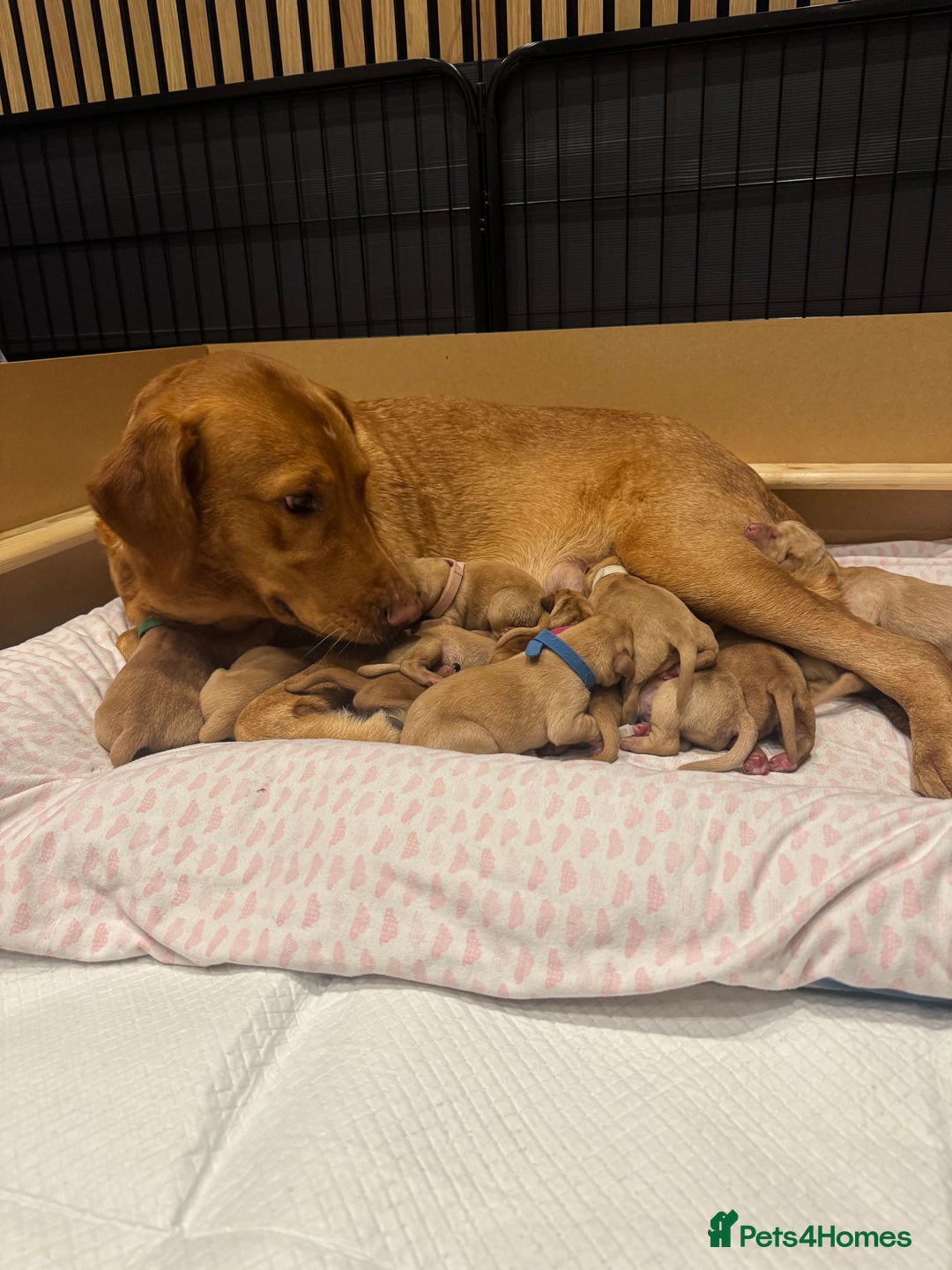Labrador Retriever dogs for sale: Fox Red litter born 5th August - Image 22