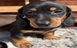 Miniature Dachshund dogs for sale: Smooth coat Minature Dacshund’s  - Image 12