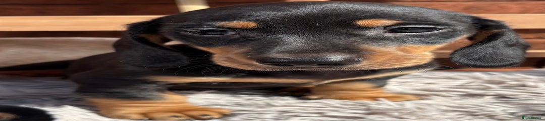Miniature Dachshund Puppy 4