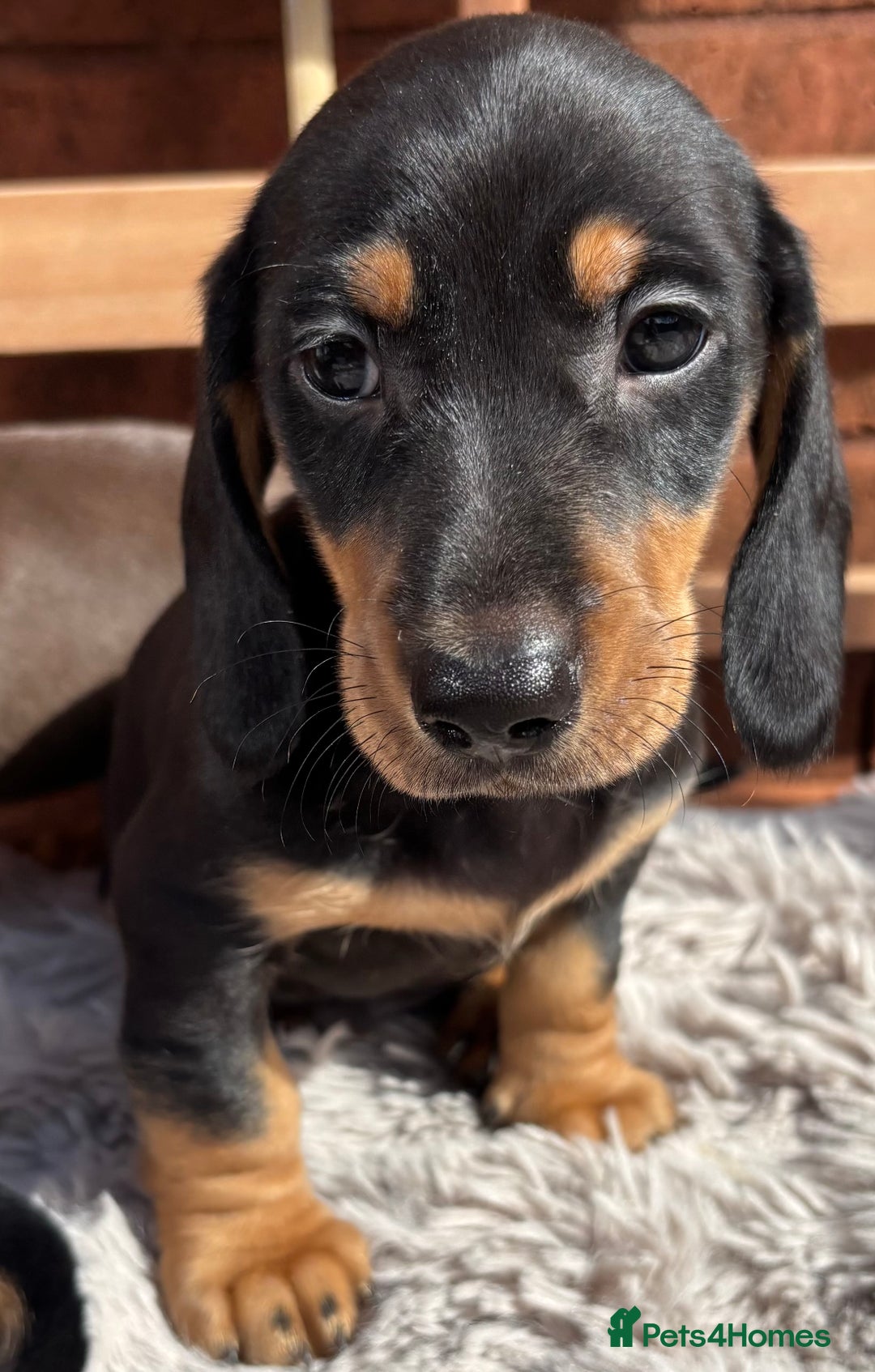 Miniature Dachshund dogs for sale: Smooth coat Minature Dacshund’s  - Image 12