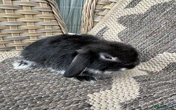 Mini Lop rabbits for sale: Gorgeous mini lop bucks available . - Image 10