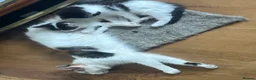 British Longhair cats for sale: Two beautiful longhaired kittens  in Hayling Island - Advert 2