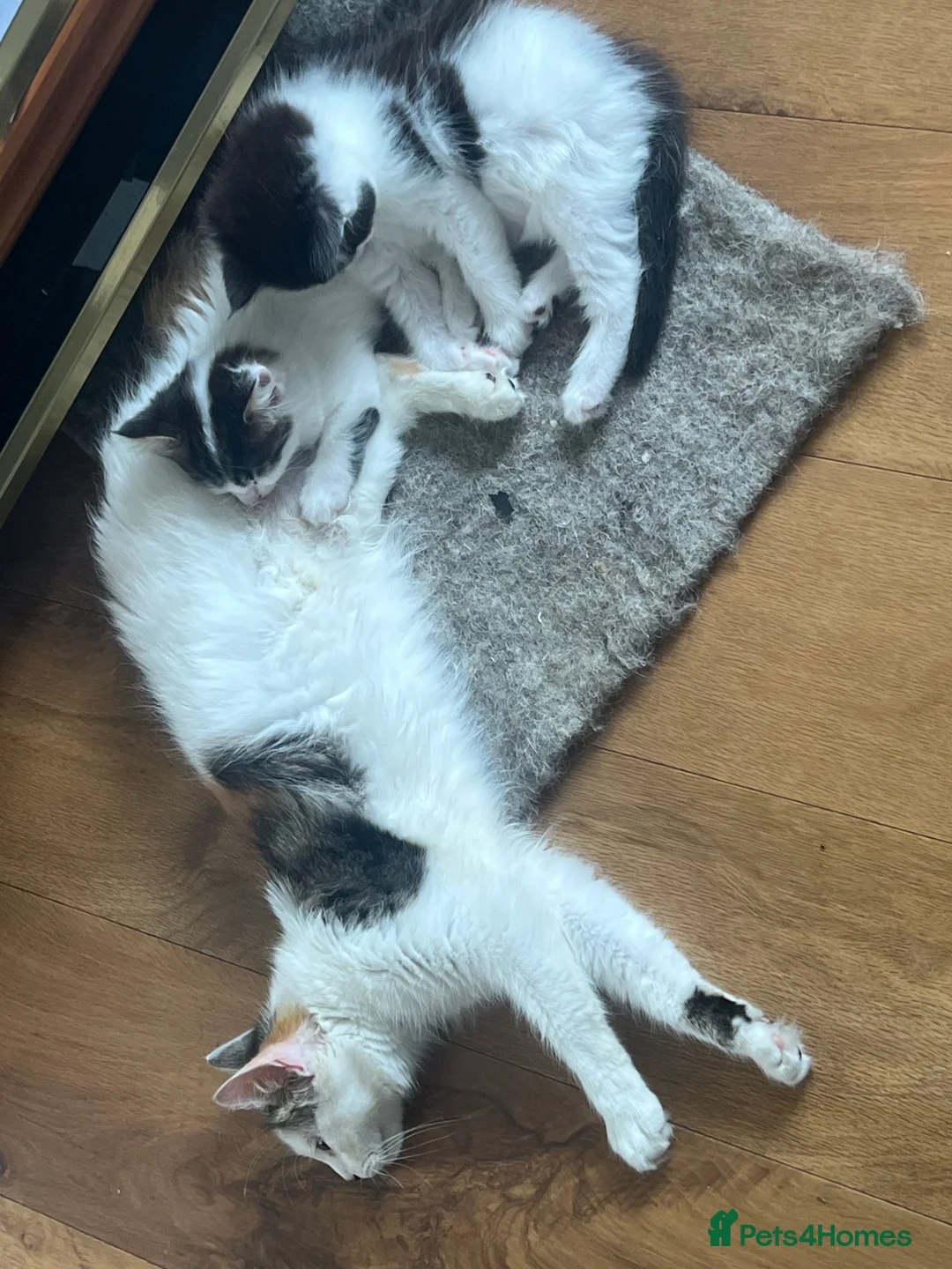 British Longhair cats for sale: Two beautiful longhaired kittens  in Hayling Island - Advert 2
