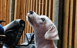 Maltese dogs for sale: Adorable maltese 3boys and 3 girls - Image 8