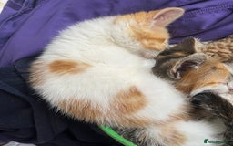 Mixed Breed cats for sale: Mixed litter  - Image 18