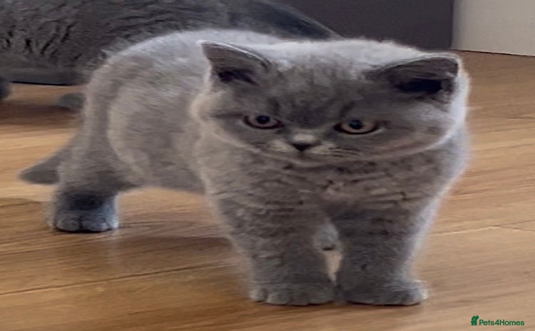 British Shorthair cats - Advert 1