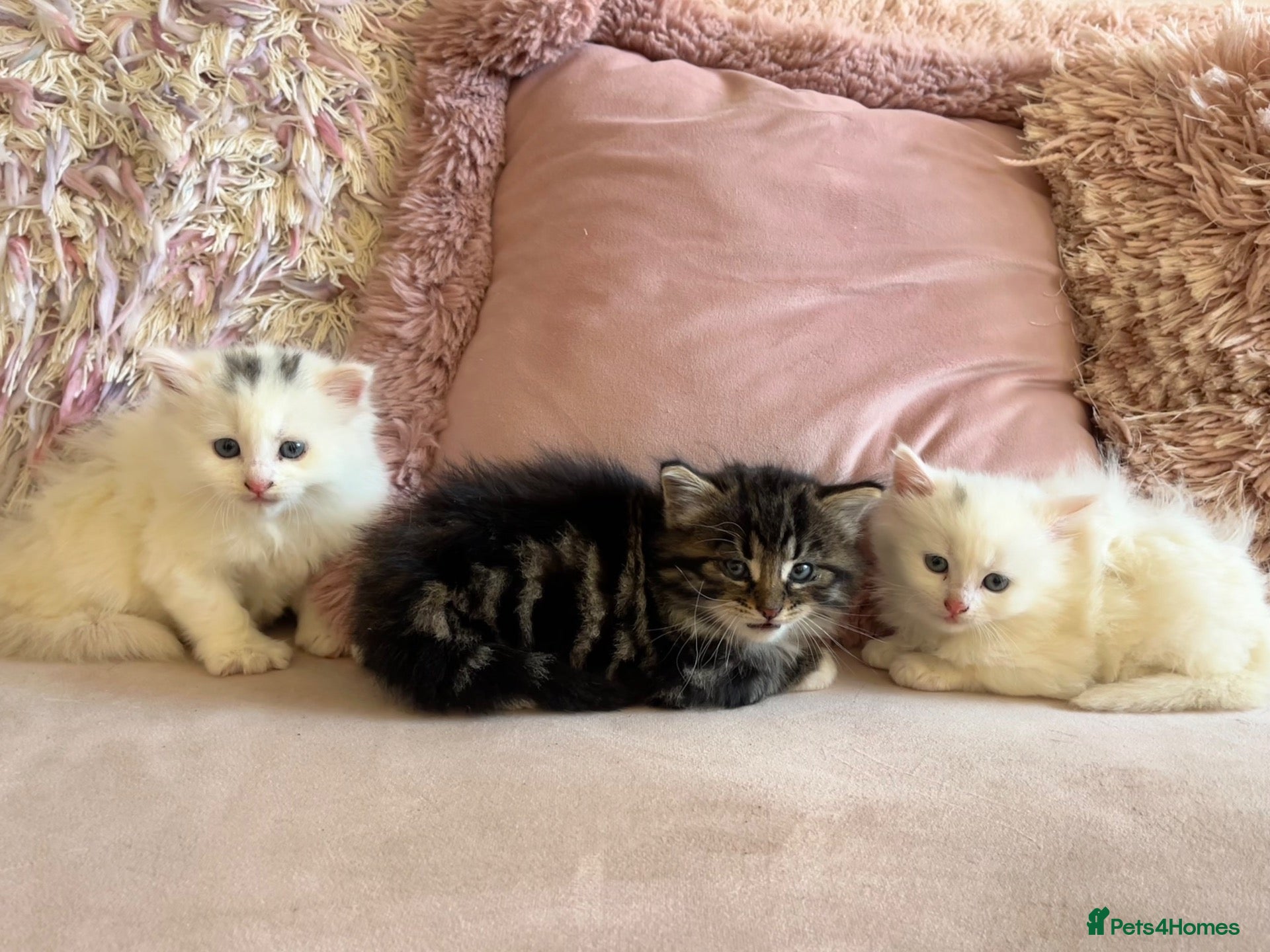 Siberian cats Three Very Fluffy Kittens!  - Advert 3