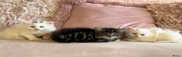 Siberian cats for sale: Three Very Fluffy Kittens!  - Advert 1