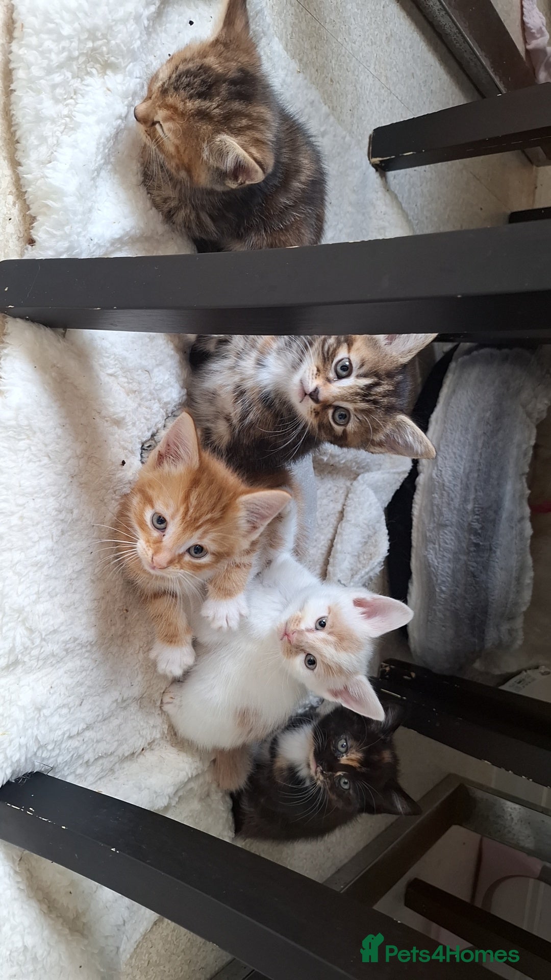 Bengal cats Beautiful kittens for sale  - Advert 2