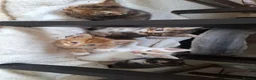 Bengal cats for sale: Beautiful kittens for sale  in Nottingham - Advert 1