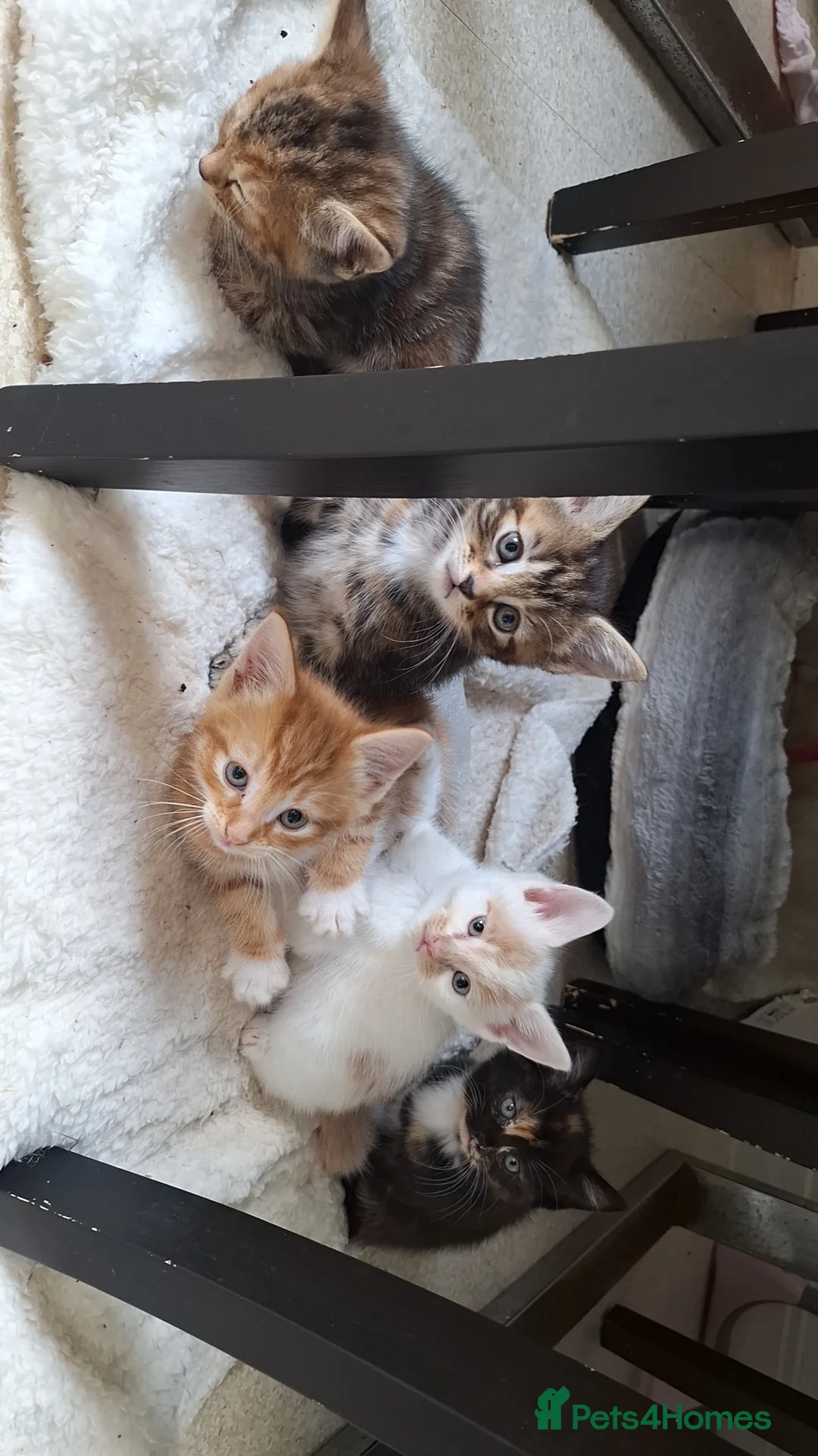 Bengal cats for sale: Beautiful kittens for sale  in Nottingham - Advert 1