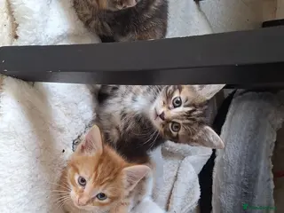 Bengal cats Beautiful kittens for sale - Advert 1