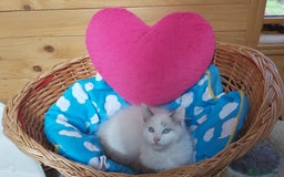 Ragdoll cats for sale: RAGDOLL BICOLOUR BOY BLUE EYES READY NOW! - Image 2