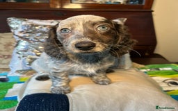 Dachshund dogs for sale: Unique long-haired dachshund puppies - Image 16