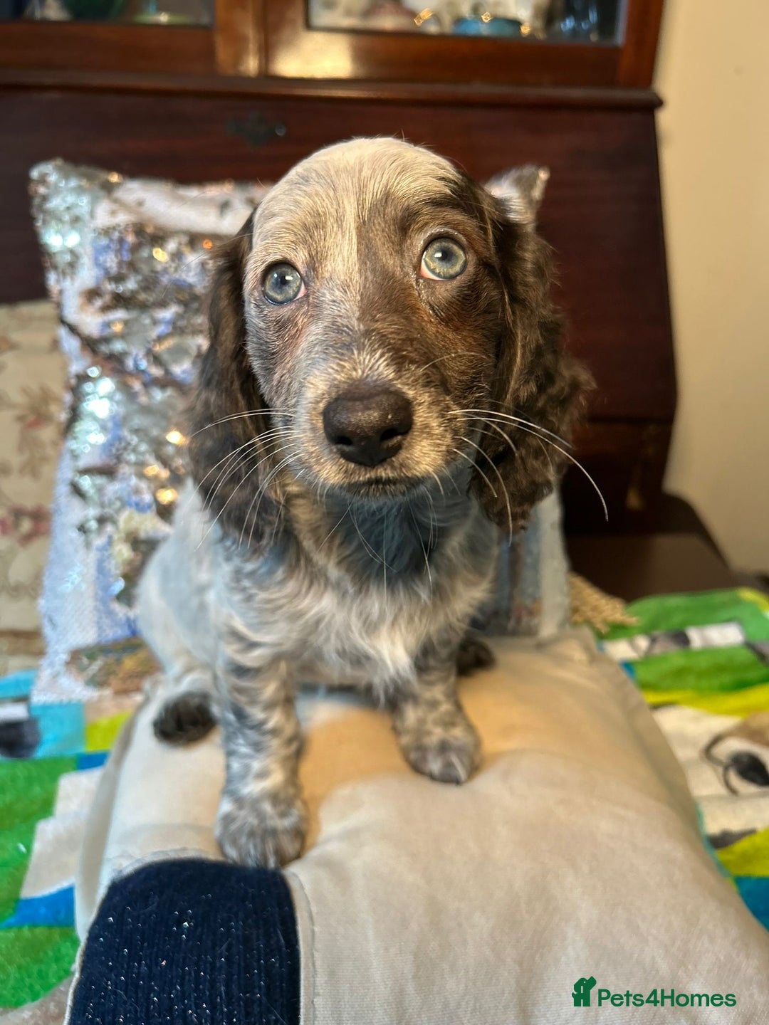 Dachshund dogs for sale: Unique long-haired dachshund puppies - Image 16