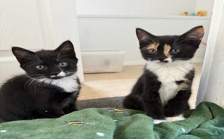 Mixed Breed cats - Advert 11