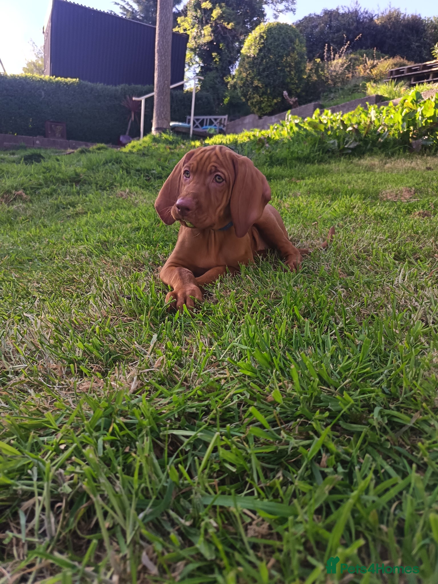 Hungarian Vizsla dogs * 1 Beautiful Girl Ready For Her New Home * * - Advert 1