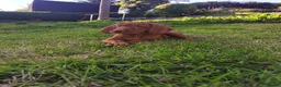 Hungarian Vizsla dogs for sale: * 1 Beautiful Girl Ready For Her New Home * * - Advert 1