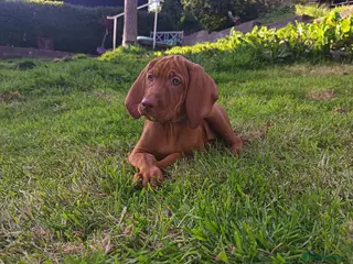 Hungarian Vizsla dogs * 1 Beautiful Girl Ready For Her New Home * * - Advert 1