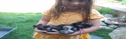 Miniature Schnauzer dogs for sale: Kc USA lines miniature schnauzers  - Advert 6