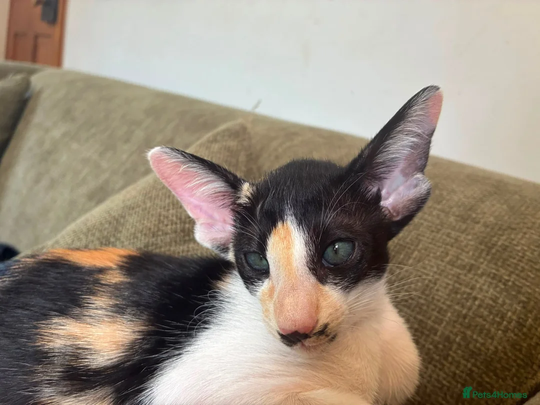 Oriental cats for sale: Stunning spayed GCCF Reg. Tortie Girl - Advert 5