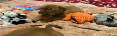 Dogue De Bordeaux Puppy 1