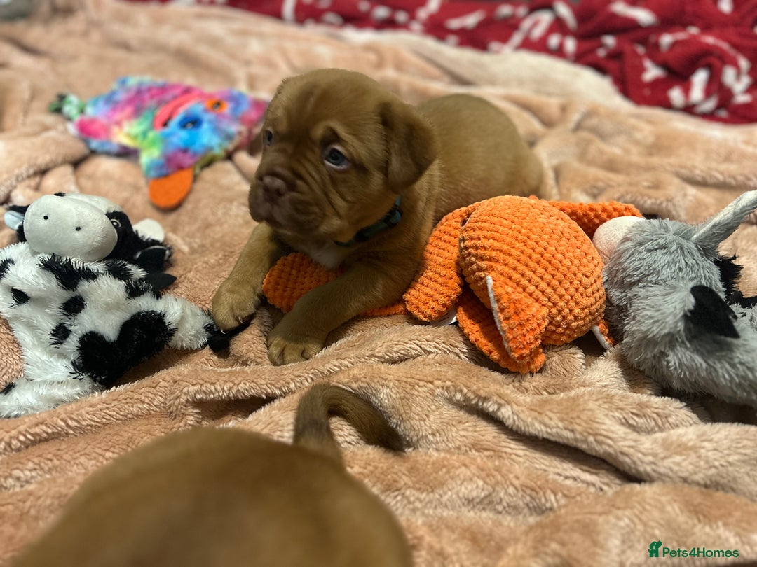 Dogue De Bordeaux dogs for sale: Litter due 2nd feb - Advert 6