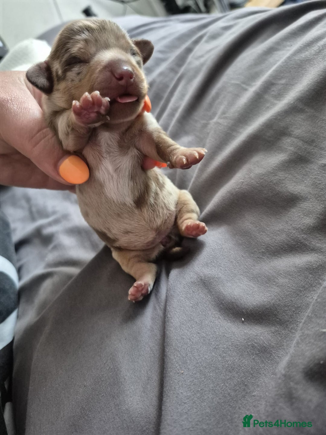 Mixed Breed dogs for sale: miniature dachshunds  - Image 6
