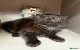 Mixed Breed cats for sale: Ragdoll x Tabby long haired mixed kittens  - Image 2
