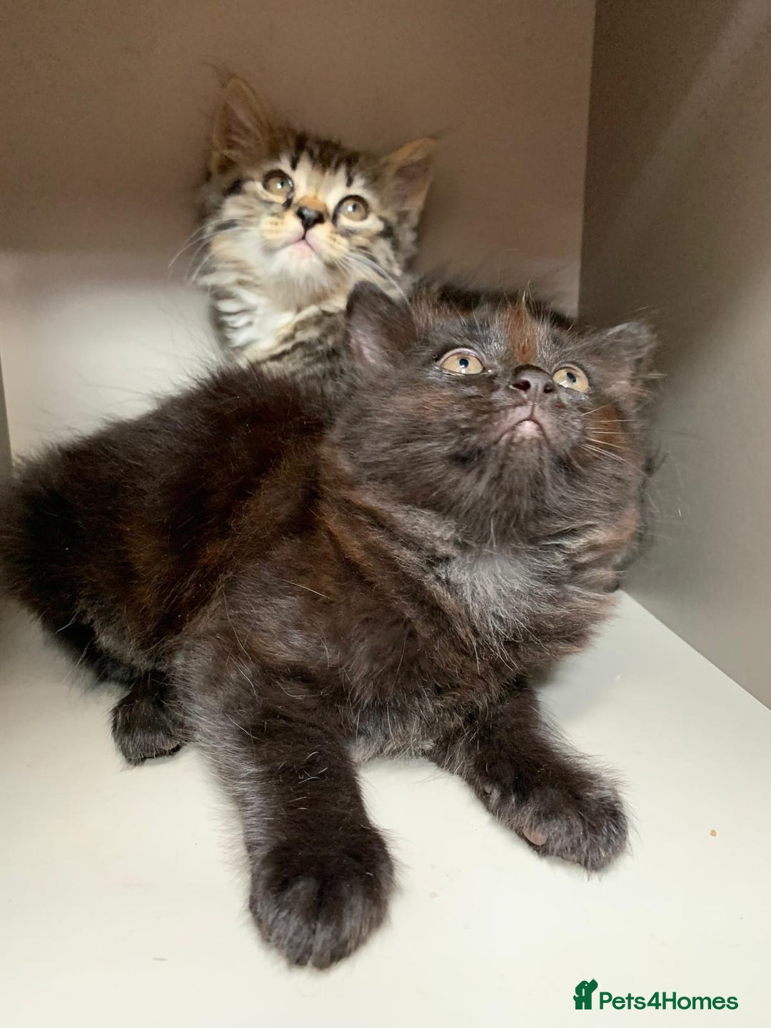 Mixed Breed cats for sale: Ragdoll x Tabby long haired mixed kittens  - Image 2