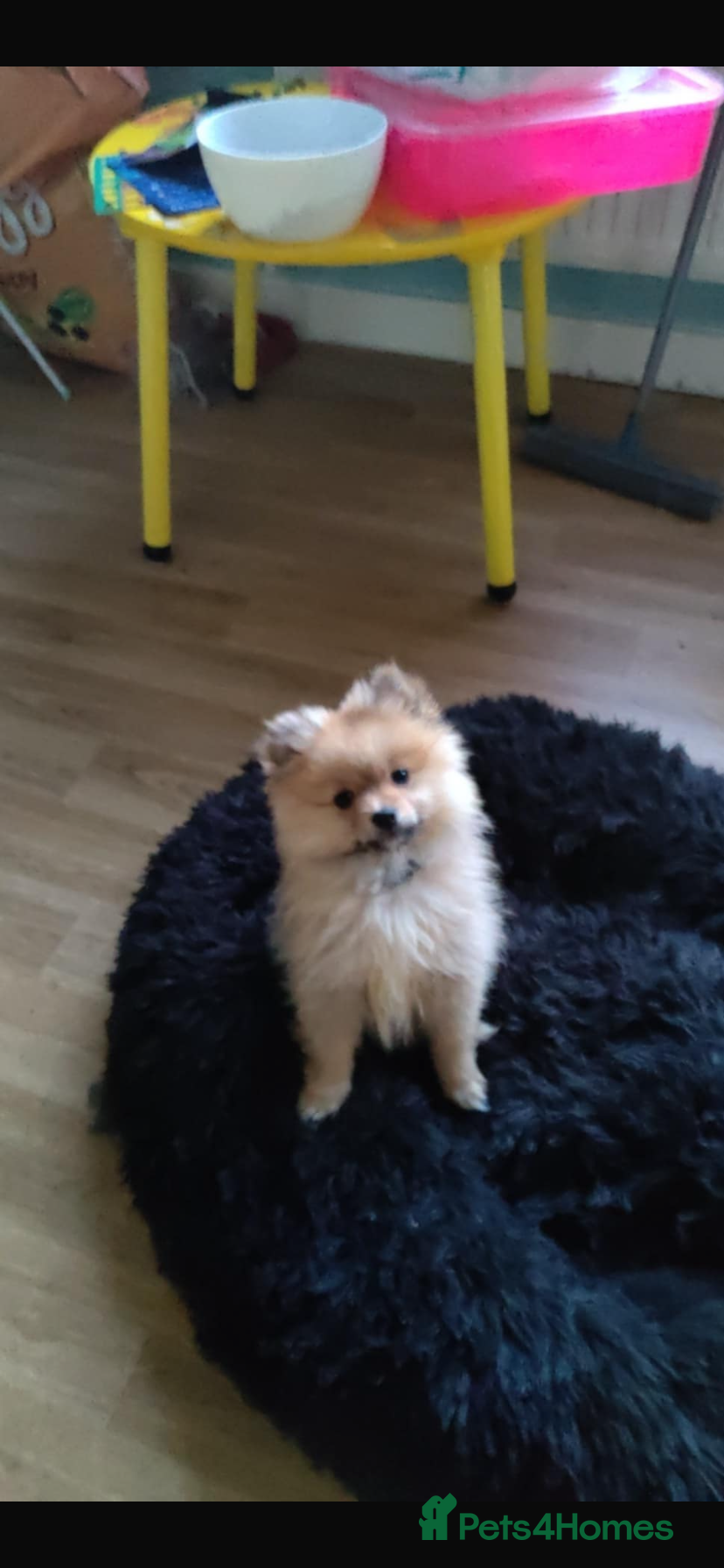 Pomeranian dogs This is bao he’s a lovely dog - Advert 15