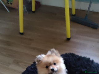 Pomeranian dogs This is bao he’s a lovely dog - Advert 1