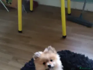 Pomeranian dogs This is bao he’s a lovely dog - Advert 18