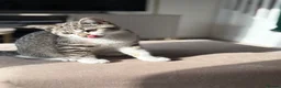 Mixed Breed cats for sale: Stunning Male BSH Cross Kitten - Advert 11