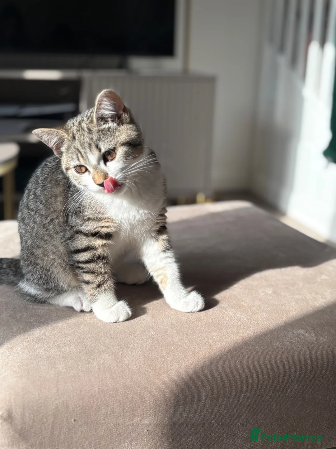 Mixed Breed cats for sale: Stunning Male BSH Cross Kitten - Advert 11