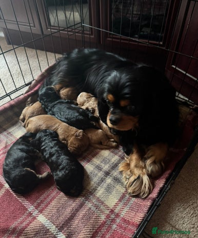 Cavapoo dogs - Advert 6