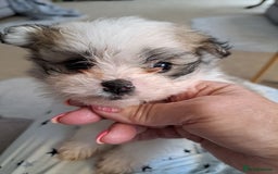 Mixed Breed dogs for sale: Beautiful Pomchon puppies FOR SALE - Image 8