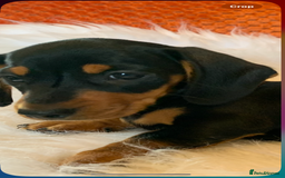 Miniature Dachshund dogs for sale: Minature daschund black and tan female available - Image 13