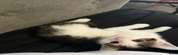 Mixed Breed cats for sale: 6 Gorgeous Kittens – Short & Fluffy –  - Advert 7