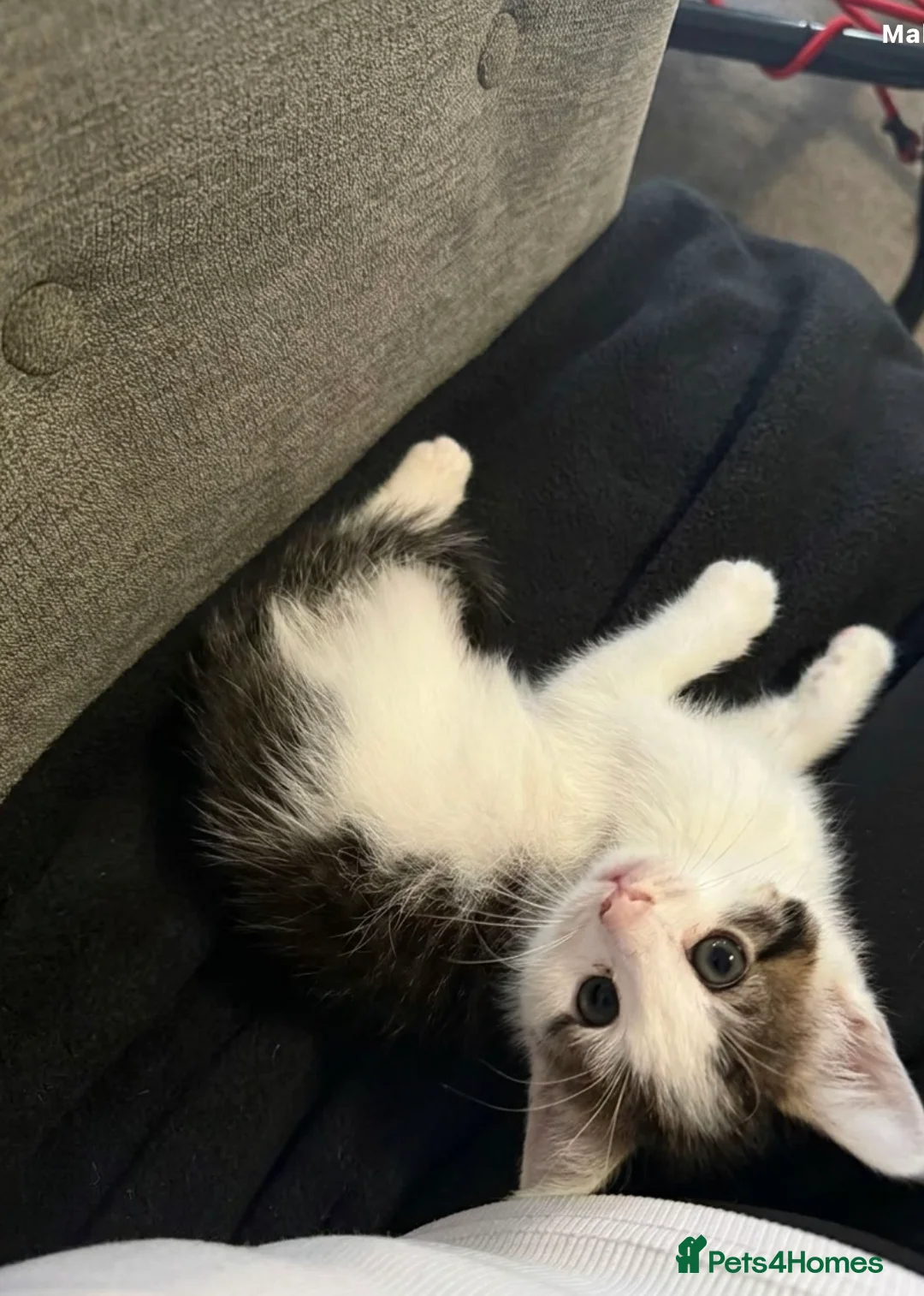Mixed Breed cats for sale: 6 Gorgeous Kittens – Short & Fluffy –  - Advert 7