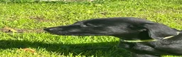 Labrador Retriever dogs for sale: Gorgeous Labrador Boy Puppy Last one in Newton Abbot - Advert 4