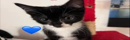 Mixed Breed cats for sale: 😻💚🩵💙🧡💛😻 - Advert 18