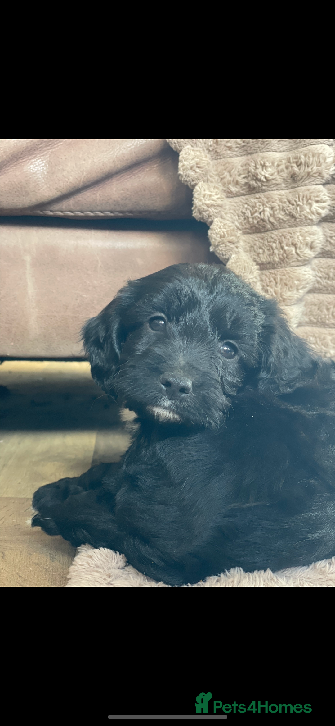 Cockapoo dogs for sale: Adorable cockerpoos  - Image 2