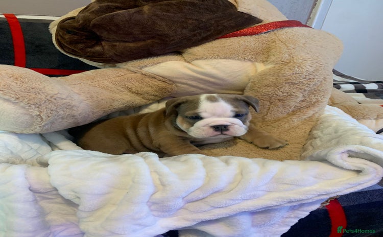 English Bulldog dogs in Birmingham - Advert 11