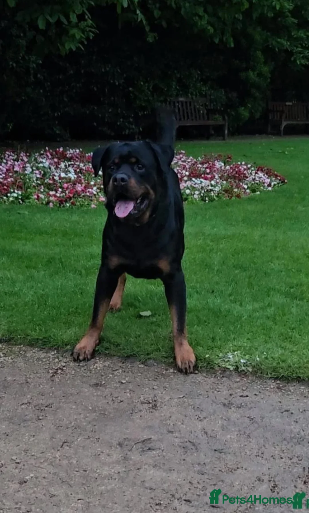 Rottweiler dogs for sale: Chunky Rottweiler puppies  - Advert 6