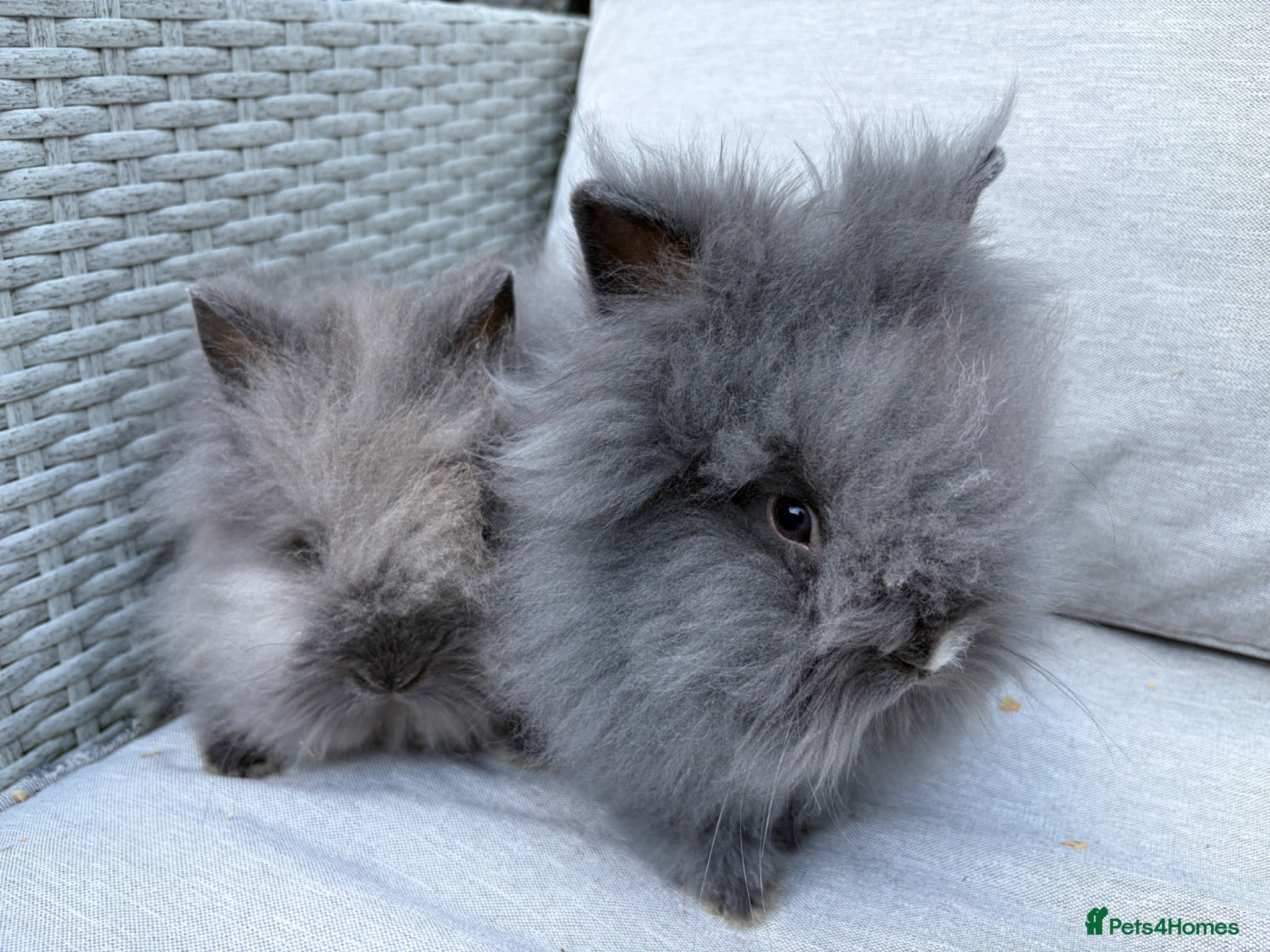Lionhead rabbits for sale: 2 Double mane lion-head for sale last two boys  - Advert 1