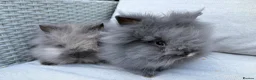 Lionhead rabbits for sale: 2 Double mane lion-head for sale last two boys  - Advert 1