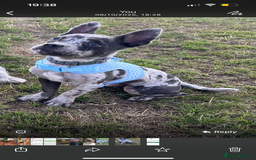 Mixed Breed dogs for sale: Buddy…. Frenchie cross Jack chi - Image 2